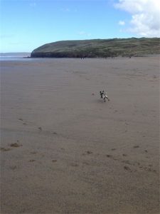Dog Walking St Austell Paws & More