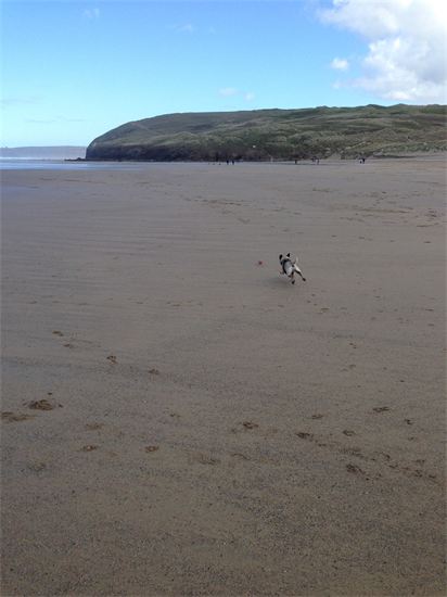 Dog Walking St Austell Paws & More