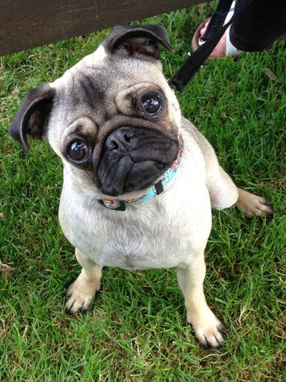 Dog Walking St Austell Paws & More