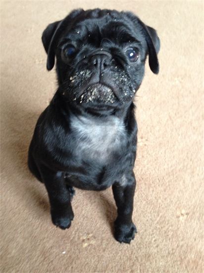 Dog Walking St Austell Paws & More