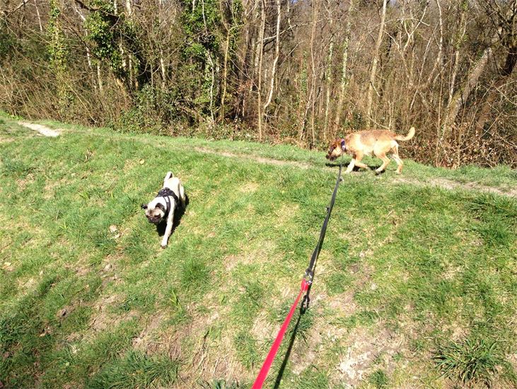 Dog Walking St Austell Paws & More