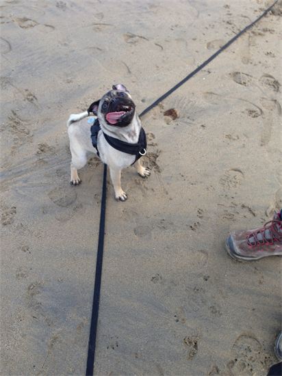 Dog Walking St Austell Paws & More