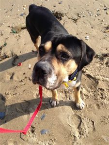 Dog Walking St Austell Paws & More