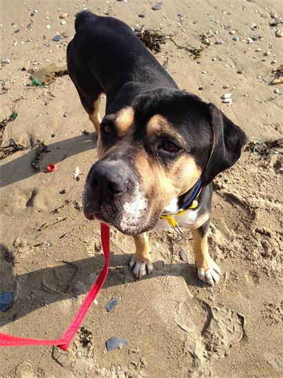 Dog Walking St Austell Paws & More