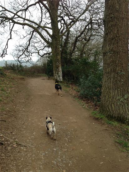 Dog Walking St Austell Paws & More